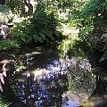 Tea Garden Bridge